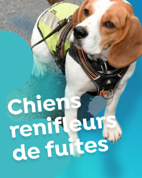 4 5 Recherche de fuite grâce à des chiens renifleurs pour ou contre