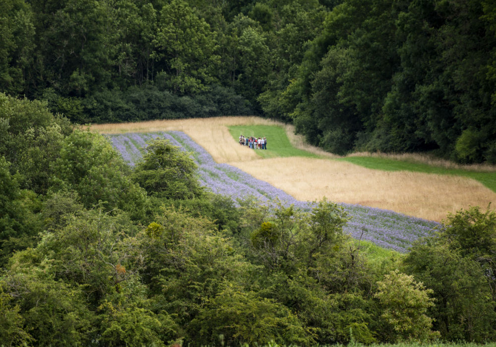 Yes we plant ! Et vous ?