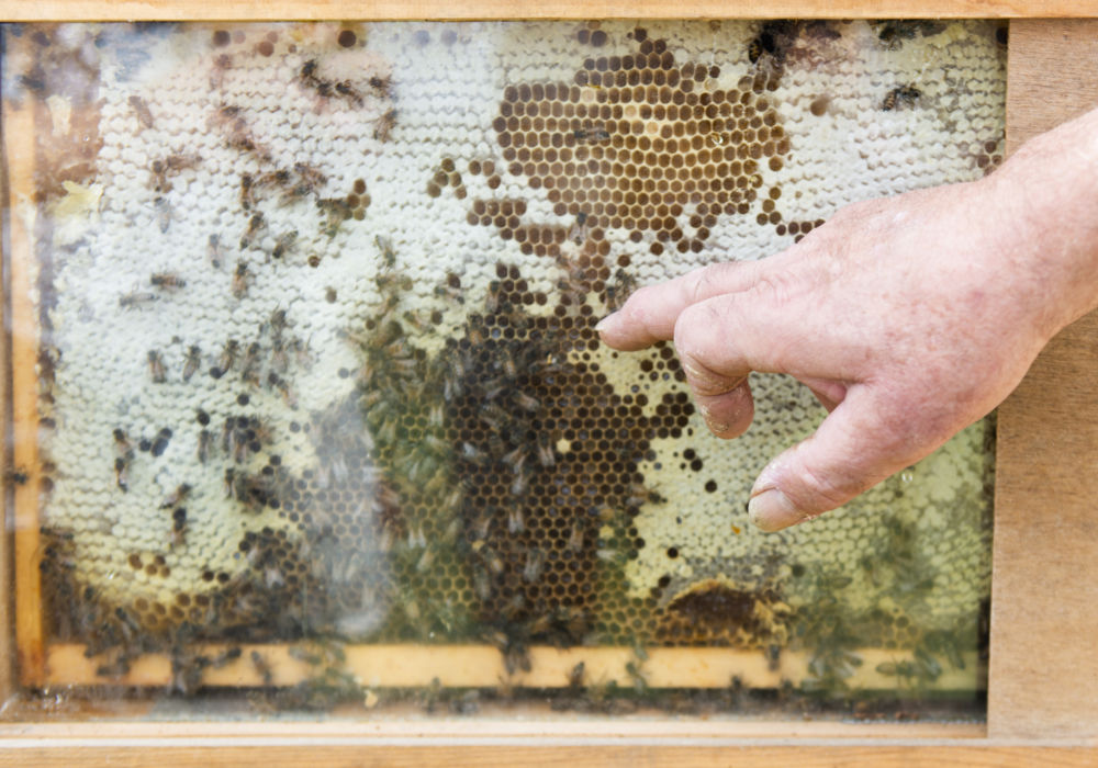 Surveiller la qualité de l’eau grâce à… des abeilles