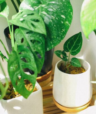 Prendre soin de vos plantes d’intérieur en hiver : quelques astuces à garder en tête