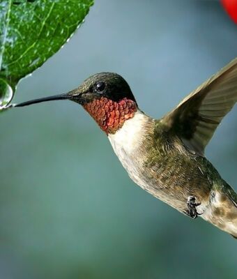 Journée mondiale de l'eau - Nous sommes tous des colibris