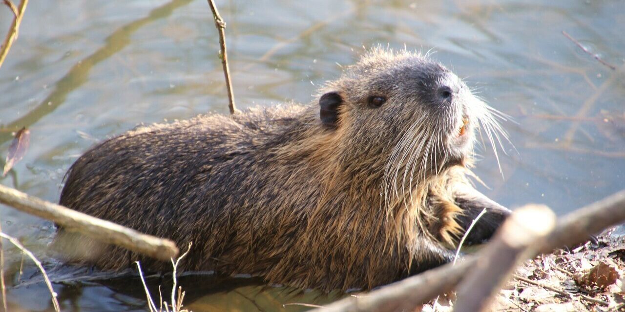 Beaver 4814029 1280