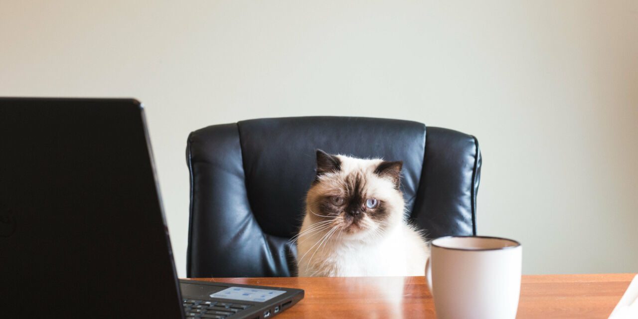 Business cat in office