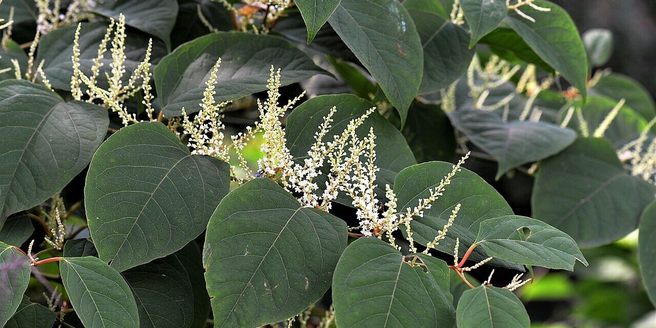 Knotweed 2699120 1280