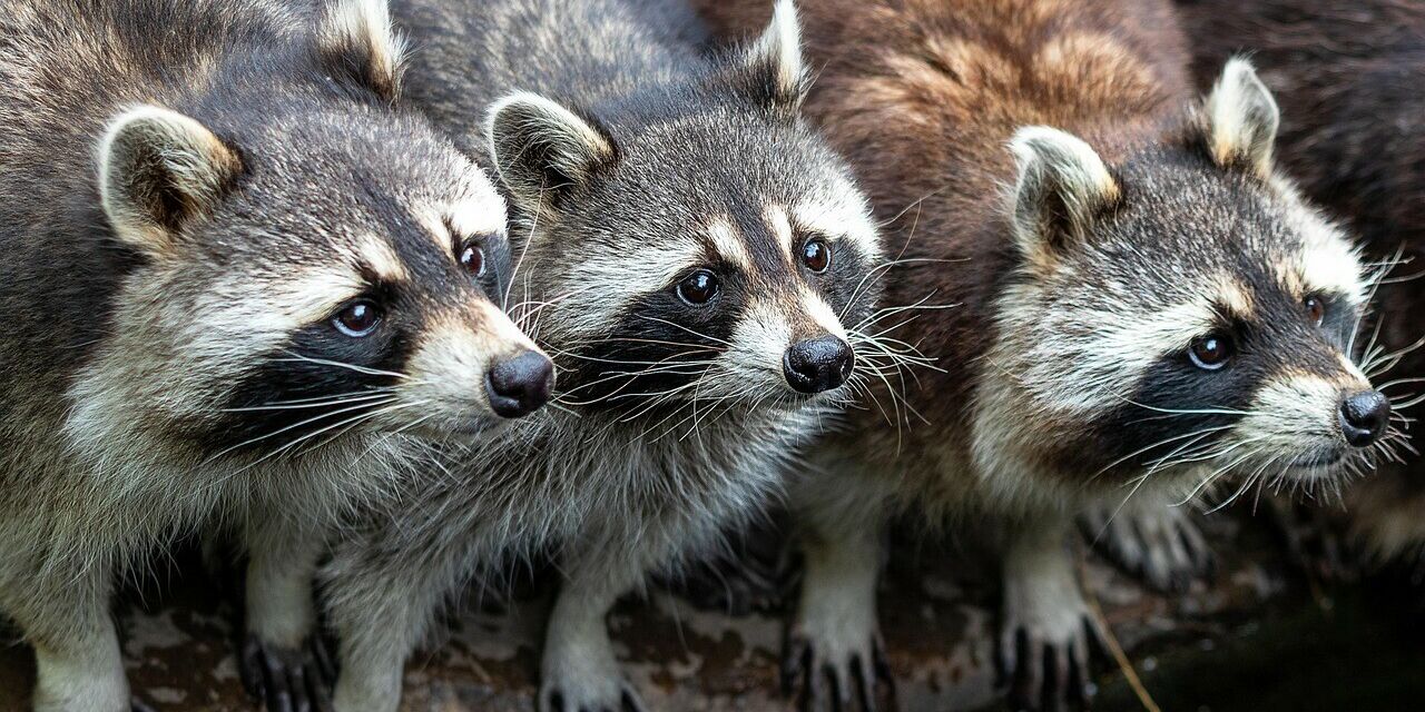 Raccoons 4398911 1280