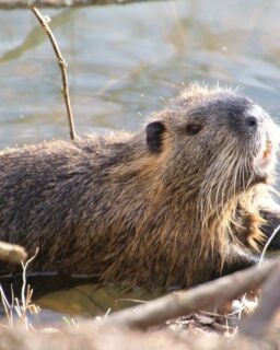 Beaver 4814029 1280