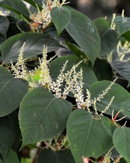 Knotweed 2699120 1280