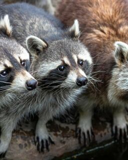 Raccoons 4398911 1280