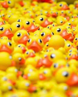 Yellow ducks