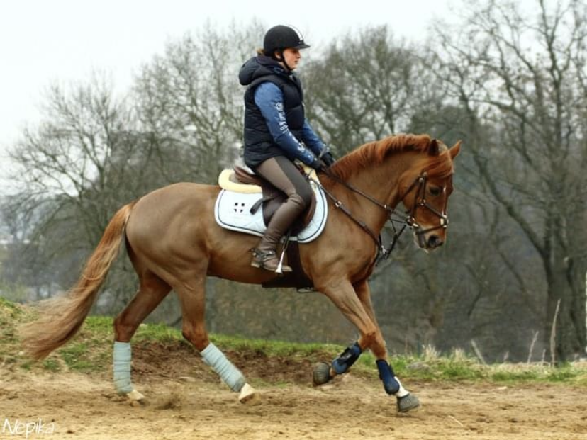 Photo-dressage-2-Pilou